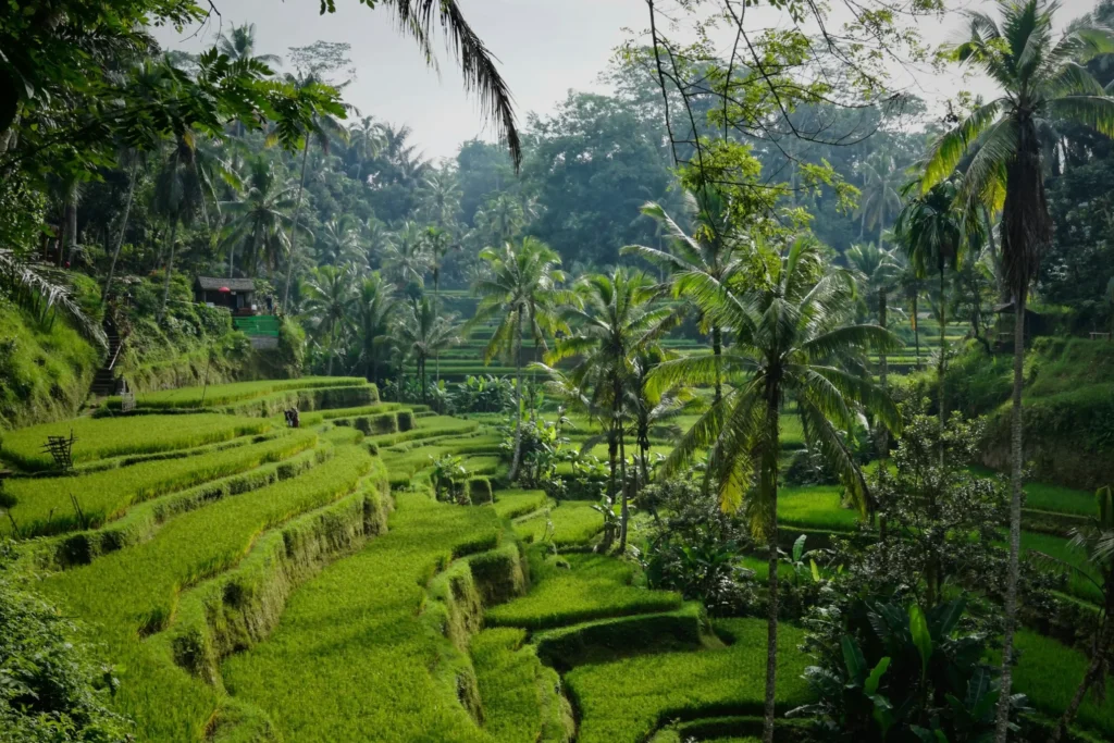Tegalalang Rice Terraces | Bali for digital nomads